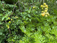 66 South Field - Victorian Home